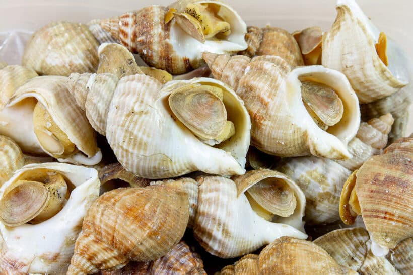 a pile of shells